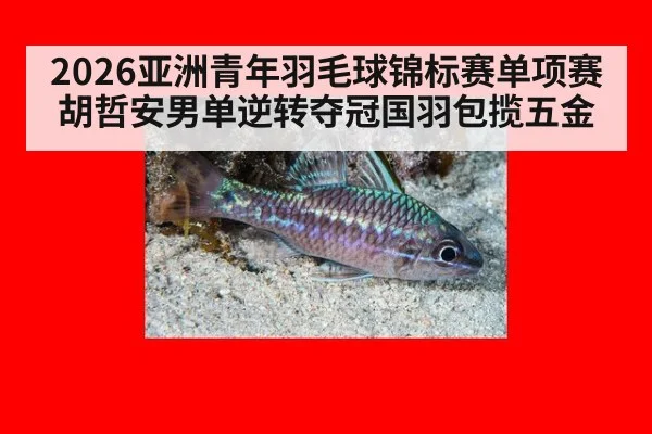 2026亚洲青年羽毛球锦标赛单项赛胡哲安男单逆转夺冠国羽包揽五金